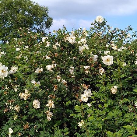 Lilla Mysstuga I Havsnaera Varberg Zewnętrze zdjęcie