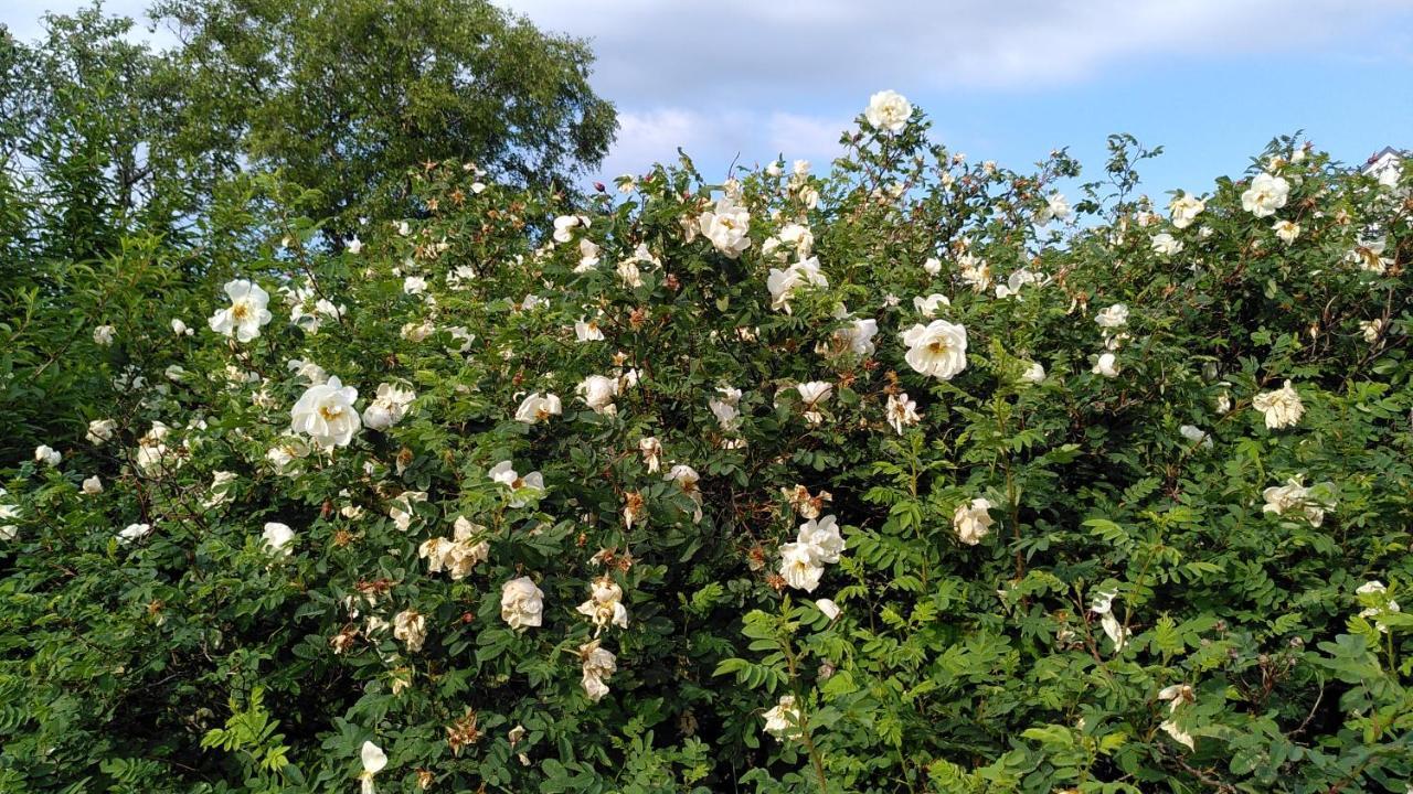 Lilla Mysstuga I Havsnaera Varberg Zewnętrze zdjęcie